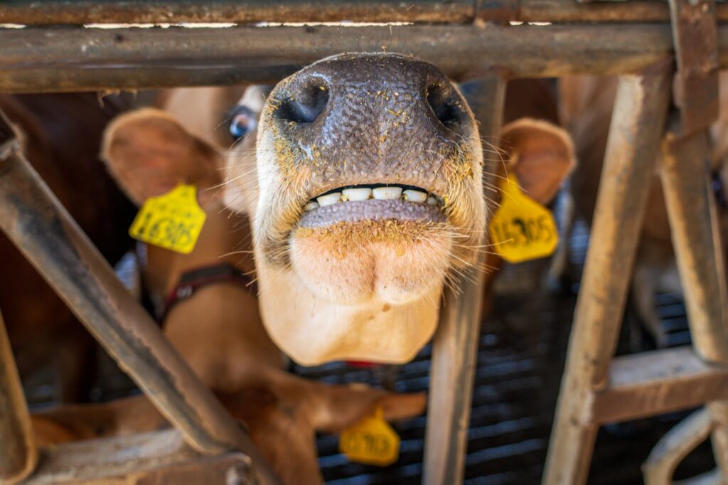 A close-up view of a cow peering through bars on a farm, showing its nose and tag.